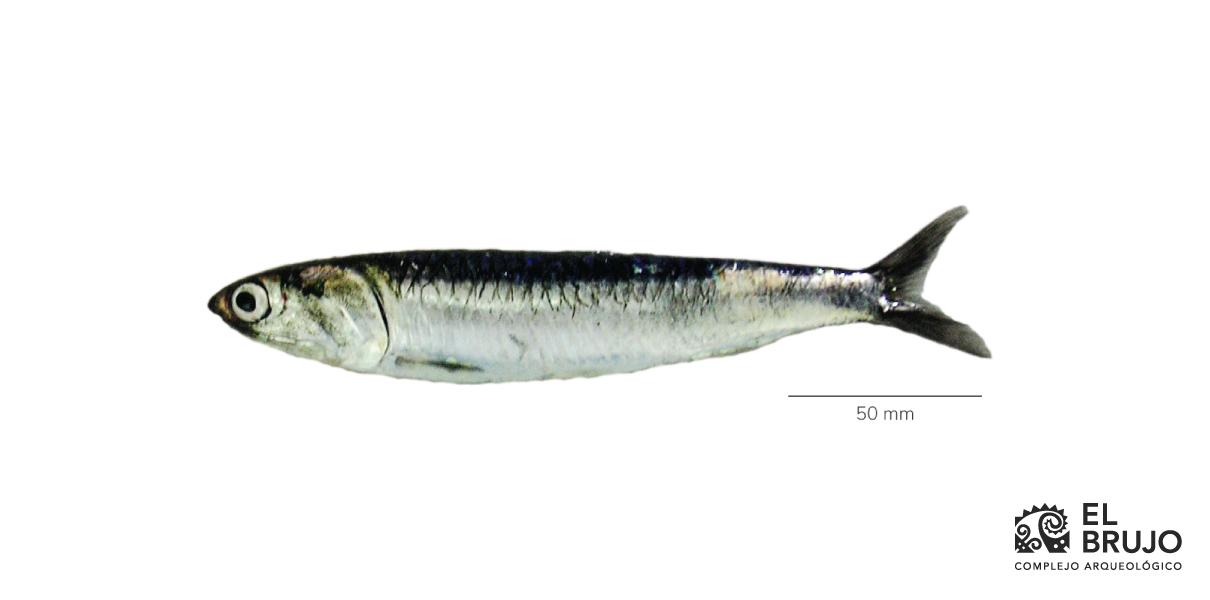 Anchoveta (Engaulis ringens)